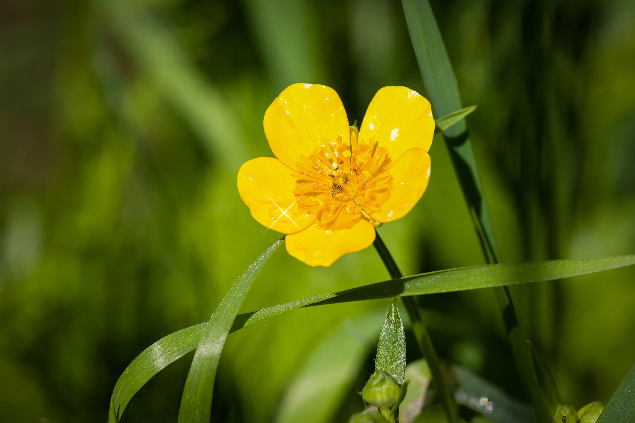 buttercup-poisoning